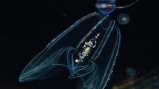 Lobed Comb Jelly  Bolinopsis infundibulum [upl. by Panta624]