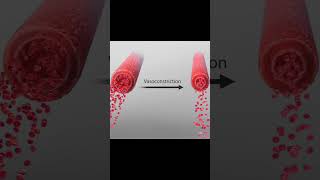 Vasoconstriction and vasodilation of veins nursing science vessel anatomy [upl. by Lyontine470]