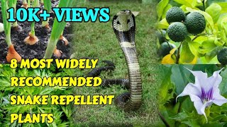 8 MOST WIDELY RECOMMENDED SNAKE REPELLENT PLANTS [upl. by Aicercul]