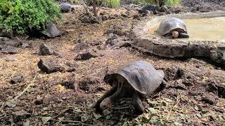 Galapagos saddleback tortoise [upl. by Auqenehs]