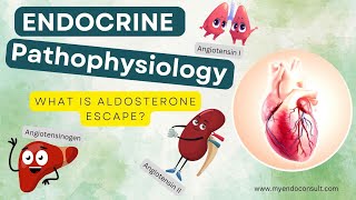 Aldosterone Escape Mechanism [upl. by Aleacem]