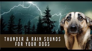 Storm Thunder and Rain Sound Dog Desensitization Sound Noise for Puppy Dog Socialization [upl. by Odab]