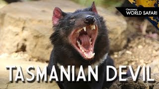 Tasmanian Devils are the Top Carnivores of Tasmania [upl. by Onit420]