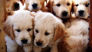 Golden retriever Puppies  Week 7  Very Cute [upl. by Aikemit]