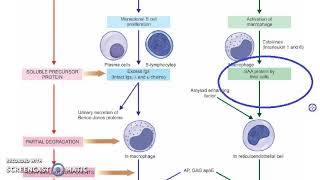 Pathology 066 e Amyloidosis AL AA Deposit Diagram [upl. by Ixel746]