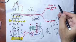 Guyton chapter 54last partsmell pathway to central nervous system olfactory cortex specialsenses [upl. by Merilyn66]