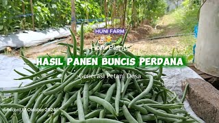 Hasil Panen Buncis Perdana  Huni Farm Nyalindung [upl. by Nye958]