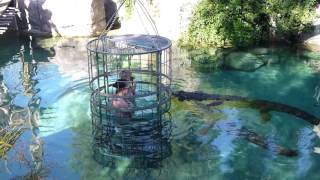 Crocodile Cage Diving with Latitude 31°  Cango Wildlife Ranch Oudtshoorn South Africa [upl. by Ilah]