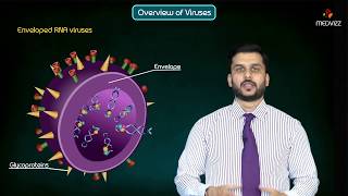 Overview of Virises  Enveloped vs Nonenveloped DNA amp RNA Viruses  Microbiology animations [upl. by Eugine]