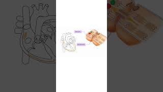 GAP JUNCTIONS HOW THE HEART SENDS ELECTRICITY heart cardiac biology cardiovascular [upl. by Sullecram]