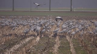 Frühjahrszug der Kraniche  Kraniche rasten in der Diepholzer Moorniederung [upl. by Rubina797]