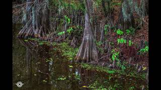 Caddo Lake State Park TX [upl. by Behrens582]