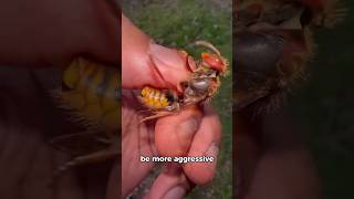 Why Do We Hate Wasps But Love Bees 😨 [upl. by Islek]