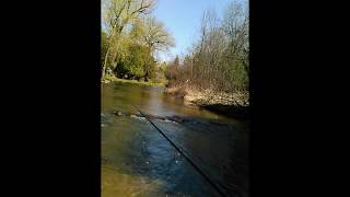 Solo Michigan trout fishing E Branch Au Gres [upl. by Descombes]