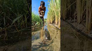 Amazing boy catching big sholfish by Rope Trap in small water ropetrapfishing fishingbytrap [upl. by Eniahpets602]