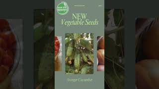 2024 New Vegetable Varieties veseysseeds [upl. by Behnken]