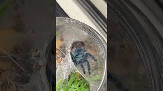 Beautiful Blue Tarantulas Caribena Versicolor tarantula sling feeding [upl. by Leinoto307]