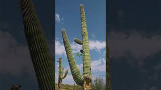 How to Water a Saguaro Cactus [upl. by Akimed35]