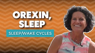 The Orexin Hormone  What Does Orexin Do In Sleep [upl. by Siednarb]