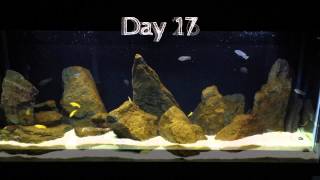 African Cichlid Algae Progress 2 Months [upl. by Ledniahs575]