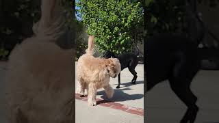 Kung FU Fighting Dogs dog puppy dalmation wheatland dogfight brucelee funnydogs [upl. by Napra]