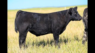 Reimann Pasture Sale 2024  Tag 18 [upl. by Netsrijk622]