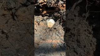 live extraction of a coopers amp co Glasgow Liverpool London cream pot found bottle digging Scotland [upl. by Nahtal987]