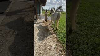 Walking him to the cross ties horses horse horseaddict horseenthusiast [upl. by Ainiger]