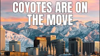 The Arizona Coyotes are relocating to Utah [upl. by Saw]