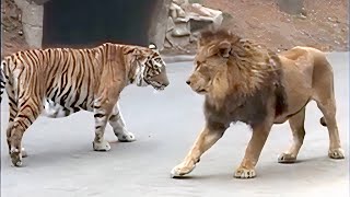 Lion VS Tiger Real Fight  Tough Creatures Ep 4 [upl. by Schwenk278]