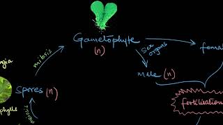 Pteridophytes  Plant Kingdom  Biology  Khan Academy [upl. by Ettenahc201]