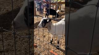 Springridge Farm canada farming fall [upl. by Stilwell]