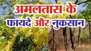 अमलतास के फायदे और नुकसान  Amaltas ke Fayde  Amaltas Benefits [upl. by Jammie217]