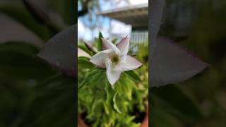 Pachypodium saundersii Flowers pachypodium succulents shorts flower flowers [upl. by Hackett]