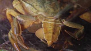 Sacculina carcini on Shore crab [upl. by Burnie]