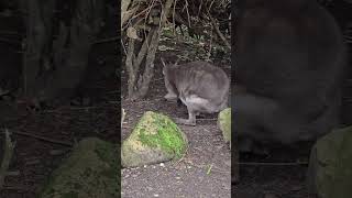 Goodfellows tree kangaroo and dusky pademelon chesterzoo [upl. by Aimas]