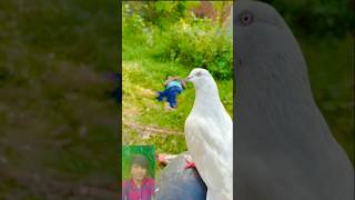 pigeon bird 😭shortsviral new vairalsad youtubeshorts 👀👀😥shorts [upl. by Hamlin165]