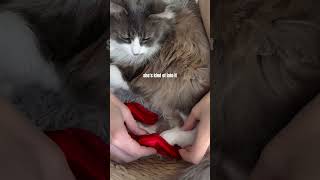 Putting pointe shoes on my cat… [upl. by Vanhook]