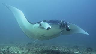 Philippines  Scuba diving in Donsol and Ticao [upl. by Downey]