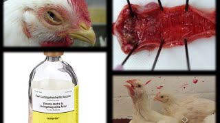 INFECTIOUS LARYNGOTRACHEITIS ILT in Poultry [upl. by Inahteb140]