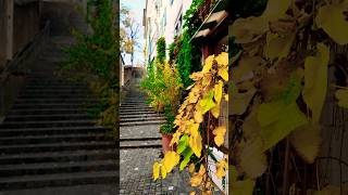 Discover Zürichs Autumn Charm switzerland [upl. by Welford]