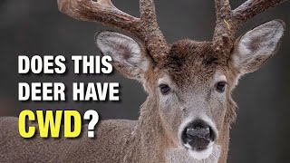 What Does a Deer With CWD Look Like Chronic Wasting Disease in Wild Whitetails [upl. by Zeb]