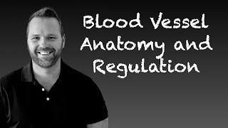 Blood Vessels Anatomy and Pressure Regulation [upl. by Nalepka]