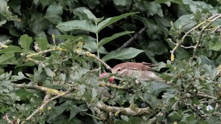 Mme Piegrièche écorcheur et sa proie un petit rongeur [upl. by Rabkin932]