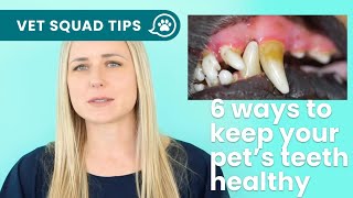 Vet explains 6 ways to keep your pets teeth healthy  PET CIRCLE [upl. by Eiznikam281]