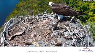 Moorings Park Osprey 06042024 1455 [upl. by Georgina126]