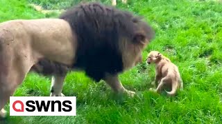 Cute moment lion cub stands up to father picking on him  prompting its mum to get involved  SWNS [upl. by Lura]