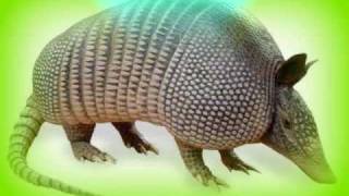 los armadillos de la sierra ♣♣ El greñas ♣♣ [upl. by Kcirrej463]