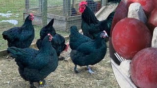 Croad Langshan Chickens  Plum Coloured Eggs [upl. by Ynoffit]