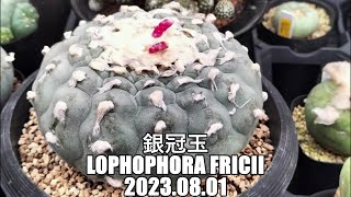 銀冠玉 Lophophora fricii 2023 08 01 [upl. by Arrak182]